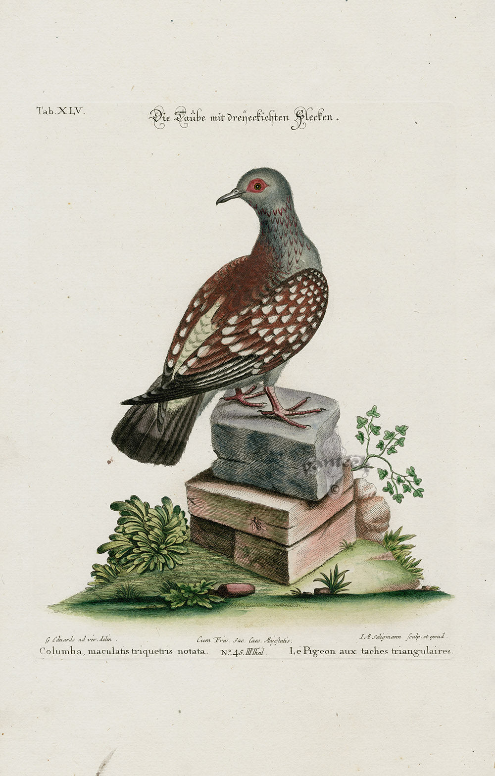 Edwards Seligmann Bird Print Spotted Pigeon