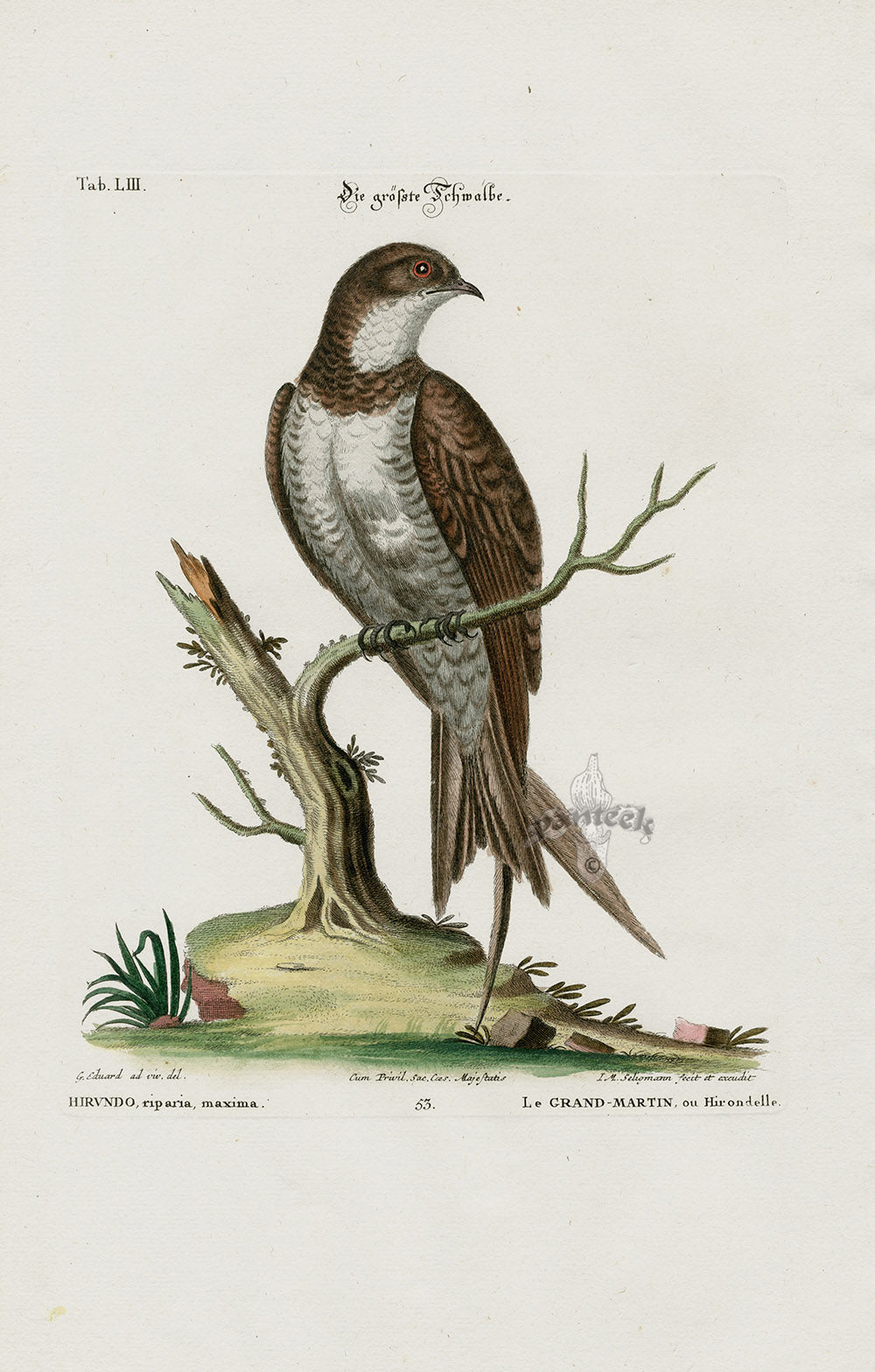 Edwards Seligmann Bird Print Swallow