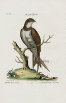 Edwards Seligmann Bird Print Swallow - Panteek Antique Prints