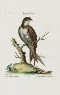 Edwards Seligmann Bird Print Swallow - Panteek Antique Prints