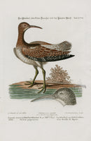 Edwards Seligmann Bird Print Whimbrel - Panteek Antique Prints