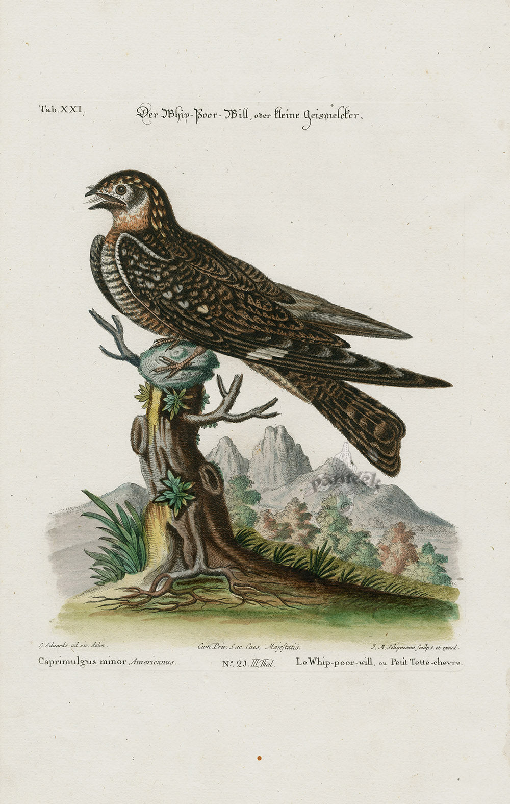 Edwards Seligmann Bird Print Whip-poor-will