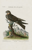 Edwards Seligmann Bird Print Whip-poor-will - Panteek Antique Prints