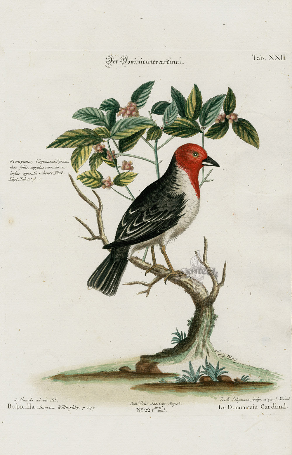 Edwards Seligmann Bird Print Willughby