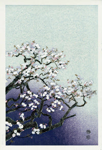 Eiichi Kotozuka Cherry Blossoms - Panteek Antique Prints