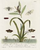 Eleazar Albin 1724 Moth Print Brigadier Gen. Russel - Panteek Antique Prints