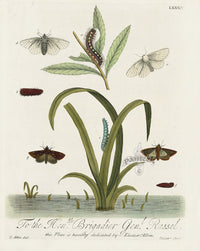 Eleazar Albin 1724 Moth Print Brigadier Gen. Russel - Panteek Antique Prints