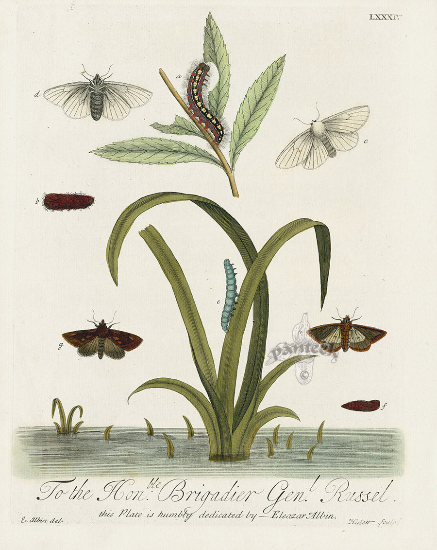 Eleazar Albin 1724 Moth Print Brigadier Gen. Russel