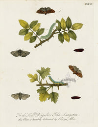 Eleazar Albin 1724 Moth Print Brigadier John Langston - Panteek Antique Prints