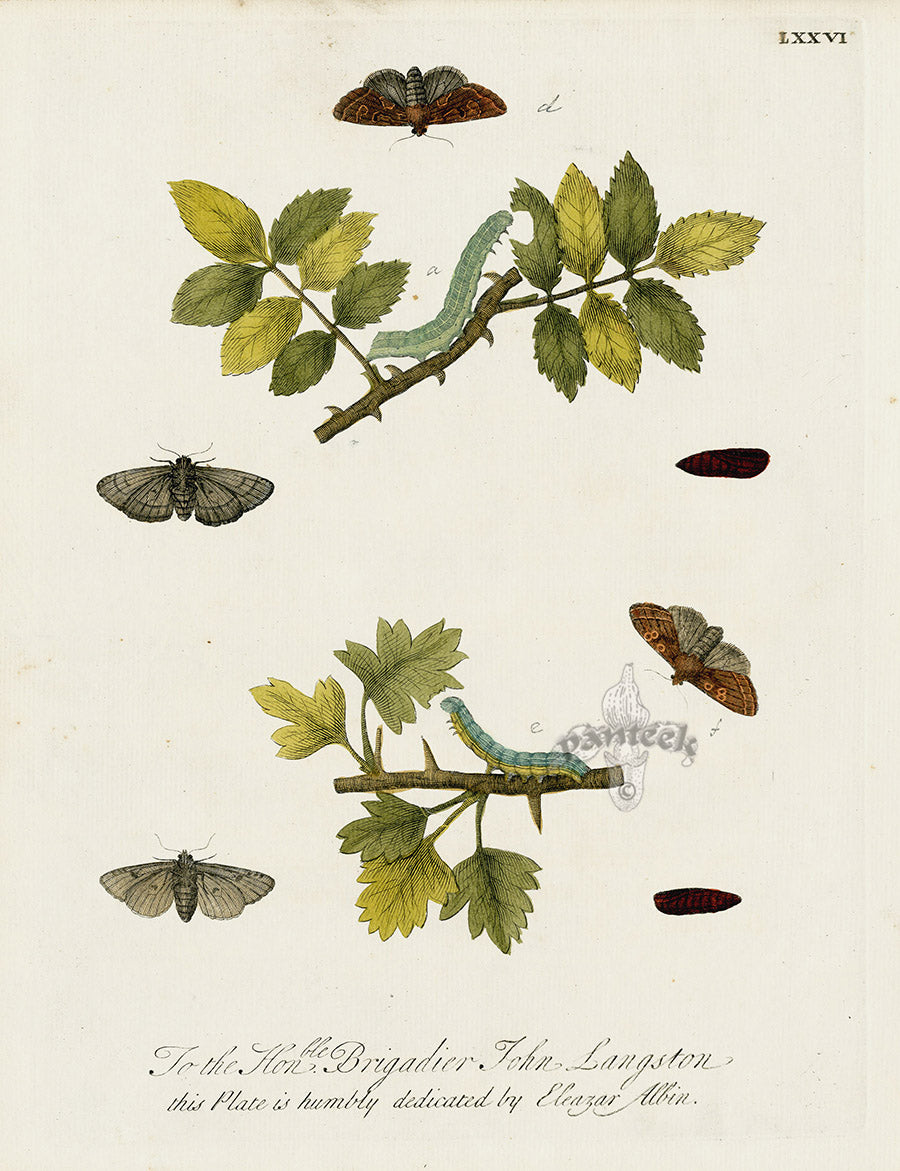 Eleazar Albin 1724 Moth Print Brigadier John Langston