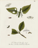 Eleazar Albin 1724 Moth Print Brook Bridges Esq - Panteek Antique Prints