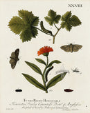 Eleazar Albin 1724 Moth Print Countess of Anglesea - Panteek Antique Prints