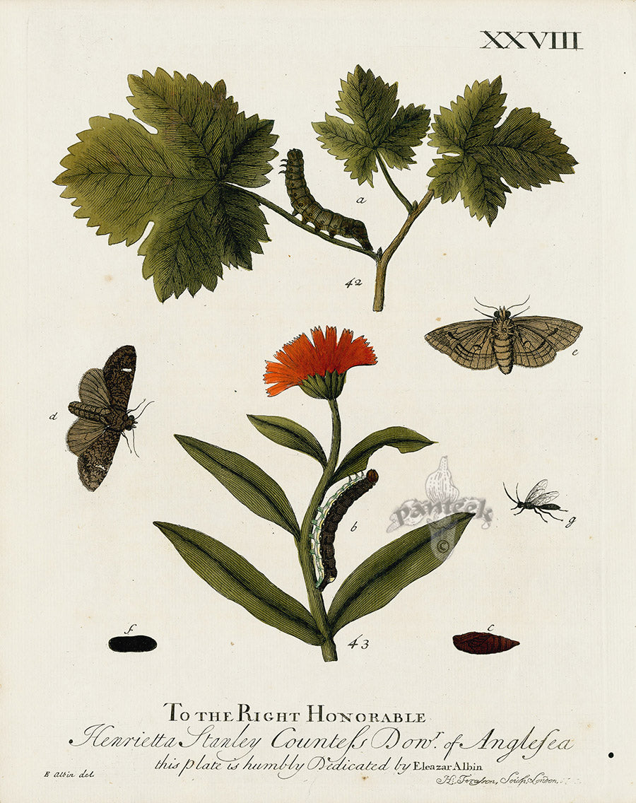 Eleazar Albin 1724 Moth Print Countess of Anglesea