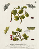 Eleazar Albin 1724 Moth Print Countess of Derby - Panteek Antique Prints