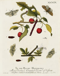 Eleazar Albin 1724 Moth Print Countess of Essex - Panteek Antique Prints