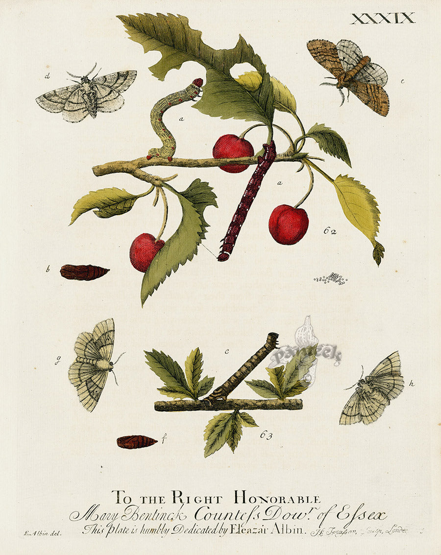 Eleazar Albin 1724 Moth Print Countess of Essex