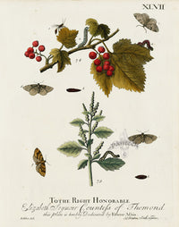 Eleazar Albin 1724 Moth Print Countess of Thomond - Panteek Antique Prints