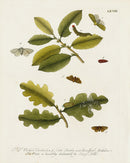 Eleazar Albin 1724 Moth Print Dr. Ricahrd Richardson - Panteek Antique Prints