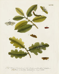 Eleazar Albin 1724 Moth Print Dr. Ricahrd Richardson - Panteek Antique Prints