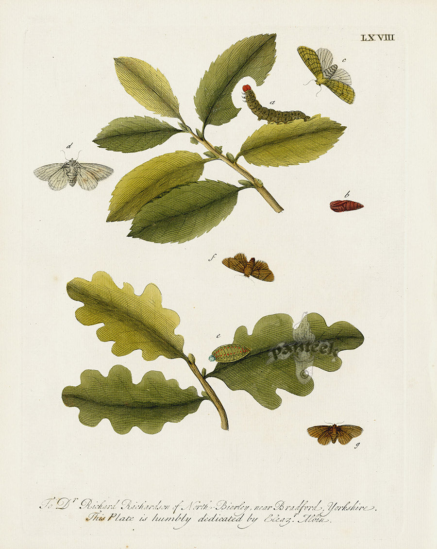 Eleazar Albin 1724 Moth Print Dr. Ricahrd Richardson