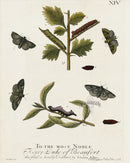Eleazar Albin 1724 Moth Print Duke of Beaufort - Panteek Antique Prints