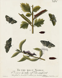 Eleazar Albin 1724 Moth Print Duke of Beaufort - Panteek Antique Prints