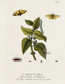 Eleazar Albin 1724 Moth Print Duke of Chandois - Panteek Antique Prints