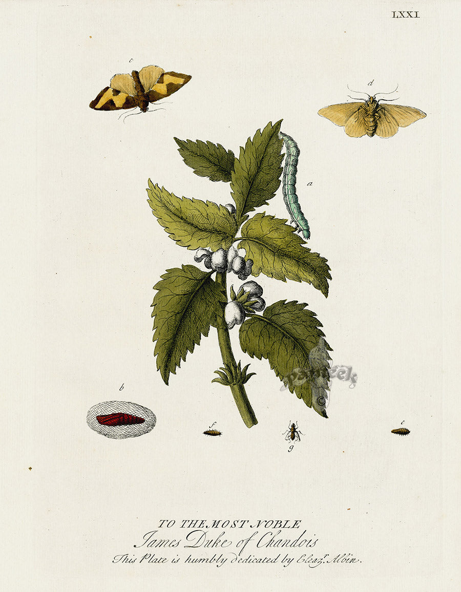 Eleazar Albin 1724 Moth Print Duke of Chandois