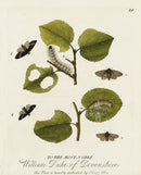 Eleazar Albin 1724 Moth Print Duke of Devonshire - Panteek Antique Prints