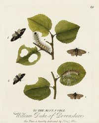 Eleazar Albin 1724 Moth Print Duke of Devonshire - Panteek Antique Prints