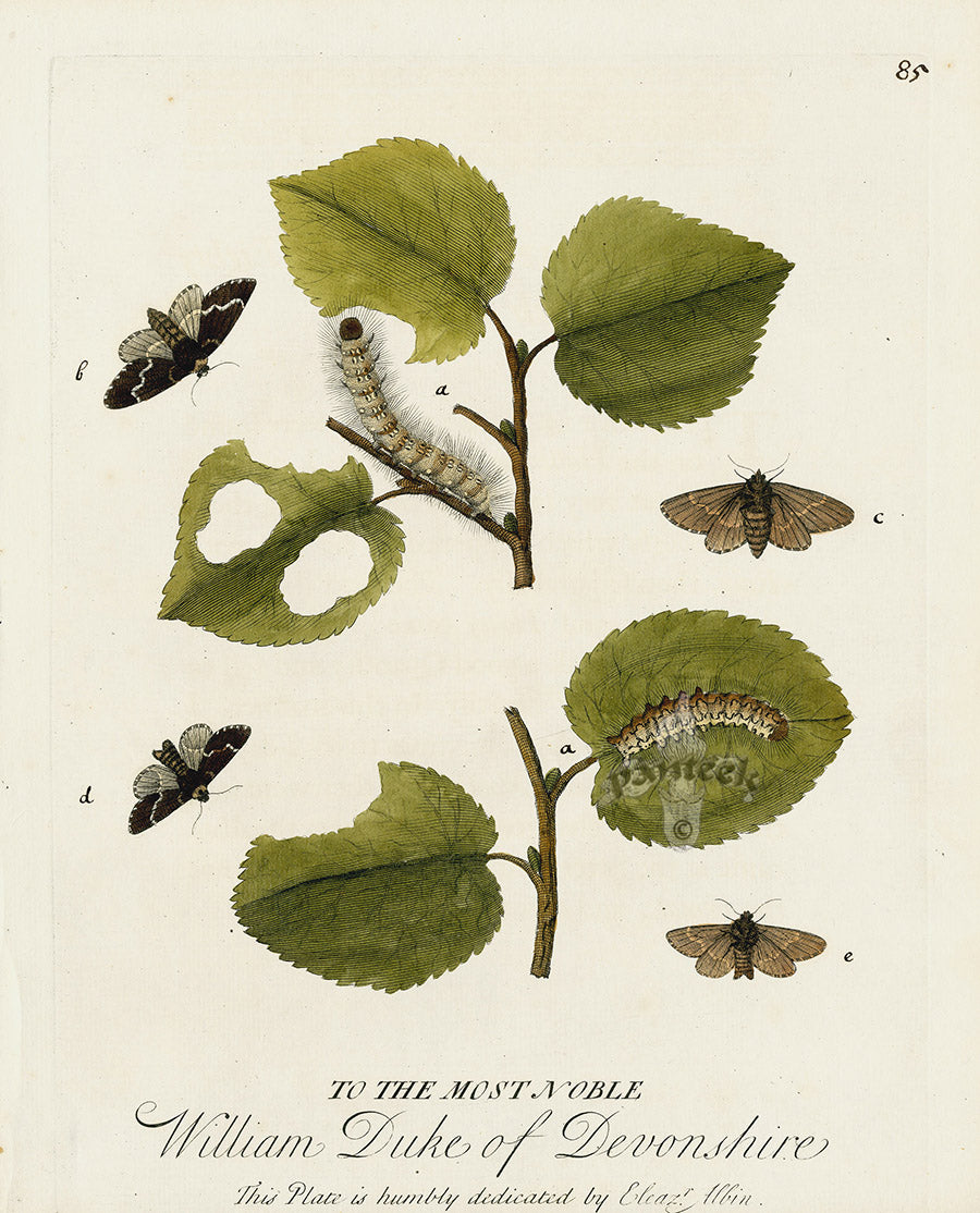 Eleazar Albin 1724 Moth Print Duke of Devonshire