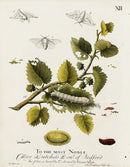 Eleazar Albin 1724 Moth Print Dutchess of Bedford - Panteek Antique Prints