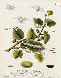 Eleazar Albin 1724 Moth Print Dutchess of Bedford - Panteek Antique Prints