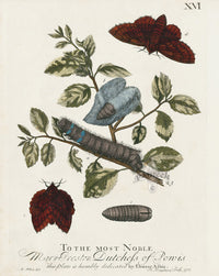 Eleazar Albin 1724 Moth Print Dutchess of Ponis - Panteek Antique Prints