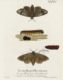 Eleazar Albin 1724 Moth Print Earl of Cardigan - Panteek Antique Prints