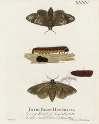 Eleazar Albin 1724 Moth Print Earl of Cardigan - Panteek Antique Prints