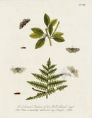 Eleazar Albin 1724 Moth Print Edward Jackson - Panteek Antique Prints