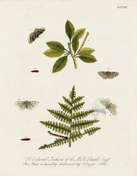 Eleazar Albin 1724 Moth Print Edward Jackson - Panteek Antique Prints