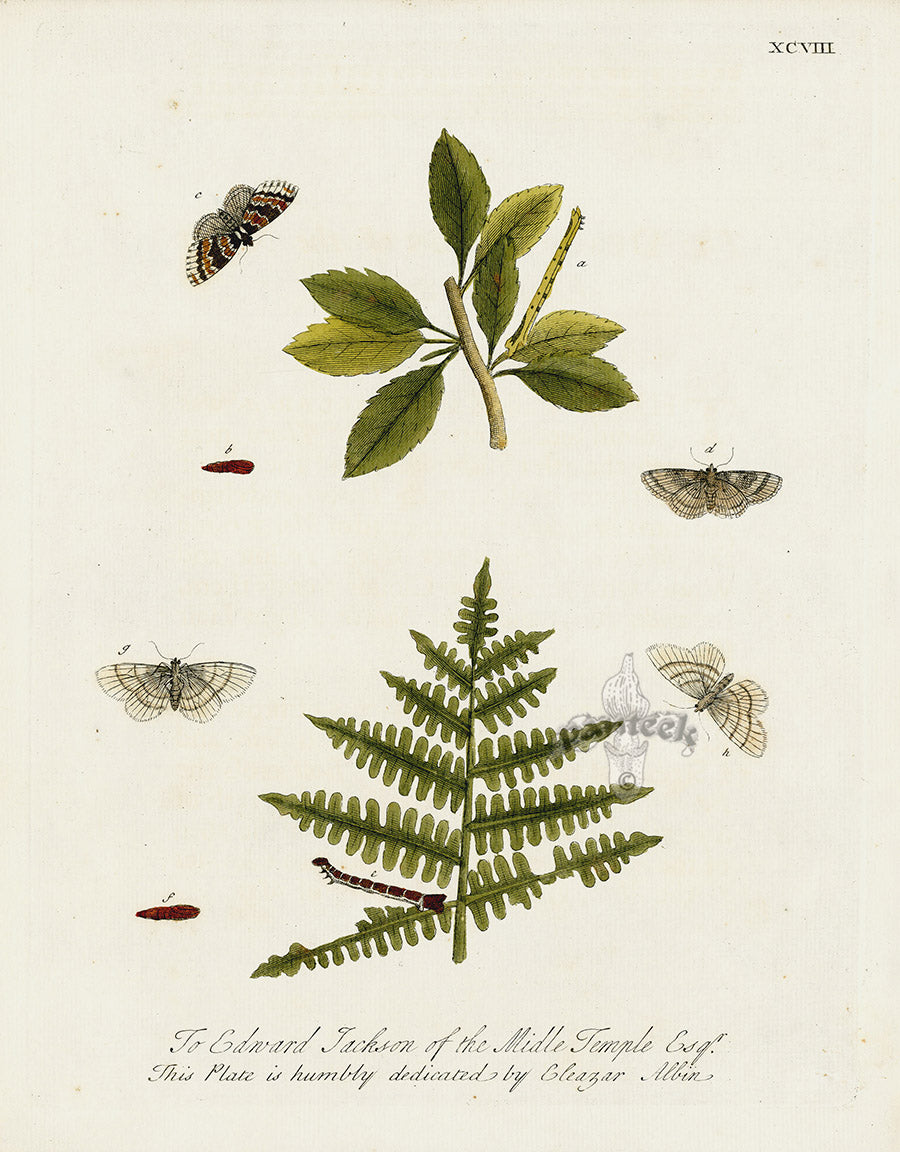 Eleazar Albin 1724 Moth Print Edward Jackson