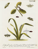 Eleazar Albin 1724 Moth Print George Dashwood - Panteek Antique Prints