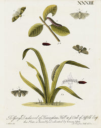 Eleazar Albin 1724 Moth Print George Dashwood - Panteek Antique Prints