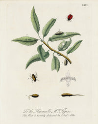 Eleazar Albin 1724 Moth Print Honourable Mrs. Thynne - Panteek Antique Prints