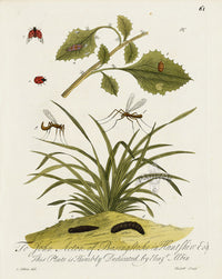 Eleazar Albin 1724 Moth Print John Acton Esq - Panteek Antique Prints