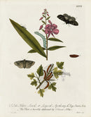 Eleazar Albin 1724 Moth Print John Hernic Linck - Panteek Antique Prints