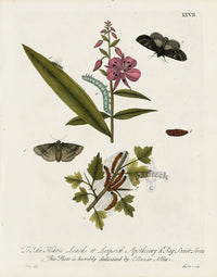 Eleazar Albin 1724 Moth Print John Hernic Linck - Panteek Antique Prints