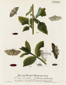 Eleazar Albin 1724 Moth Print John Lord Ashburnham - Panteek Antique Prints