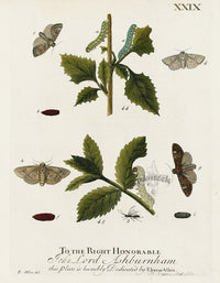 Eleazar Albin 1724 Moth Print John Lord Ashburnham - Panteek Antique Prints