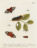 Eleazar Albin 1724 Moth Print Lady Drake - Panteek Antique Prints