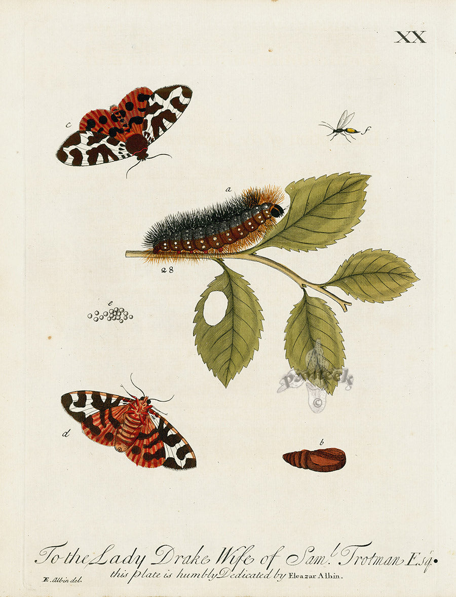 Eleazar Albin 1724 Moth Print Lady Drake
