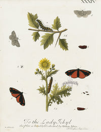 Eleazar Albin 1724 Moth Print Lady Jekyl - Panteek Antique Prints